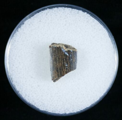 T-Rex Tooth Fragment #6956